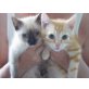 Siam Mix - Katze