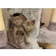 Siam-Perser - Katze