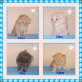 Siam-Perser - Katze