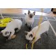 Siam / Ragdoll - Katze