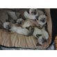 Siam, Siam - Katze