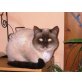 Siam, Siamesen - Kater