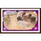  Siam- Thai-Cinnamon -Siam- Perser -Mix Kitte, Siamesen - Katze