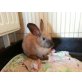 Siam, Zwergkaninchen - weiblich