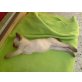 Siam seal-point Kitten, Siamesen - Kater