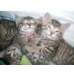 Siam und Hauskatze - Kater
