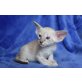 Siam und OKH Kitten, Siamesen - Kater