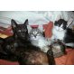 Siamese - Katze