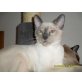 Siamesen - Kater