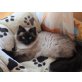 Siamesen - Kater