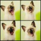 Siamesen - Kater