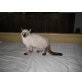 Siamesen - Kater