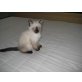 Siamesen - Kater