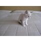 Siamesen - Kater