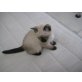 Siamesen - Kater