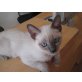 Siamesen - Kater