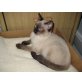 Siamesen - Kater