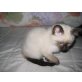 Siamesen - Kater