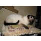 Siamesen - Kater