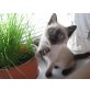 Siamesen - Kater
