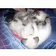 Siamesen - Kater