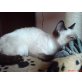 Siamesen - Kater