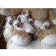 Siamesen - Kater