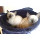 Siamesen - Kater