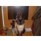 Siamesen - Kater