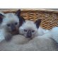 Siamesen - Kater