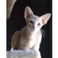Siamesen - Kater