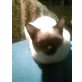 Siamesen - Kater
