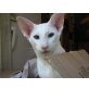 Siamesen - Kater
