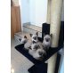 Siamesen - Kater