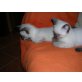 Siamesen - Kater
