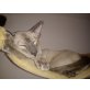Siamesen - Kater