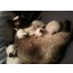 Siamesen - Katze