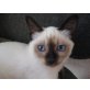 Siamesen - Katze