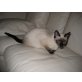 Siamesen - Katze