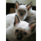 Siamesen - Katze
