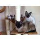Siamesen - Katze