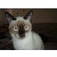 Siamesen - Katze