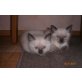 Siamesen - Katze