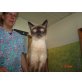 Siamesen - Katze