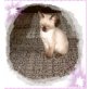 Siamesen - Katze