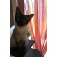 Siamesen - Katze