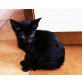 Siamesen - Katze