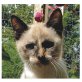 Siamkatzen , Thaikatzen, Thai - Kater