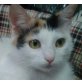 Siana, Glückspfötchen sucht Einzelplatz - Katze