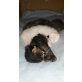 Sib-coon Kitten, Maine Coon - Kater